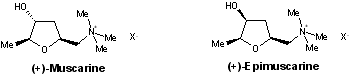 Alcaloides muscarines.gif