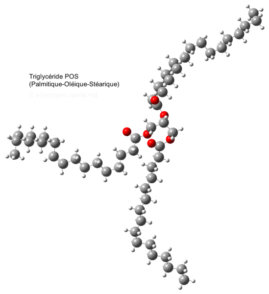 Fichier:Triglyceride-POS-molecule.gif