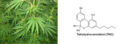 Cannabis THC.jpg